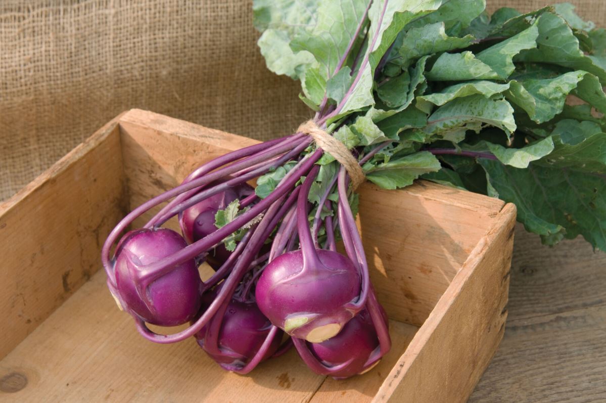 Kolibri – Kohlrabi Seed